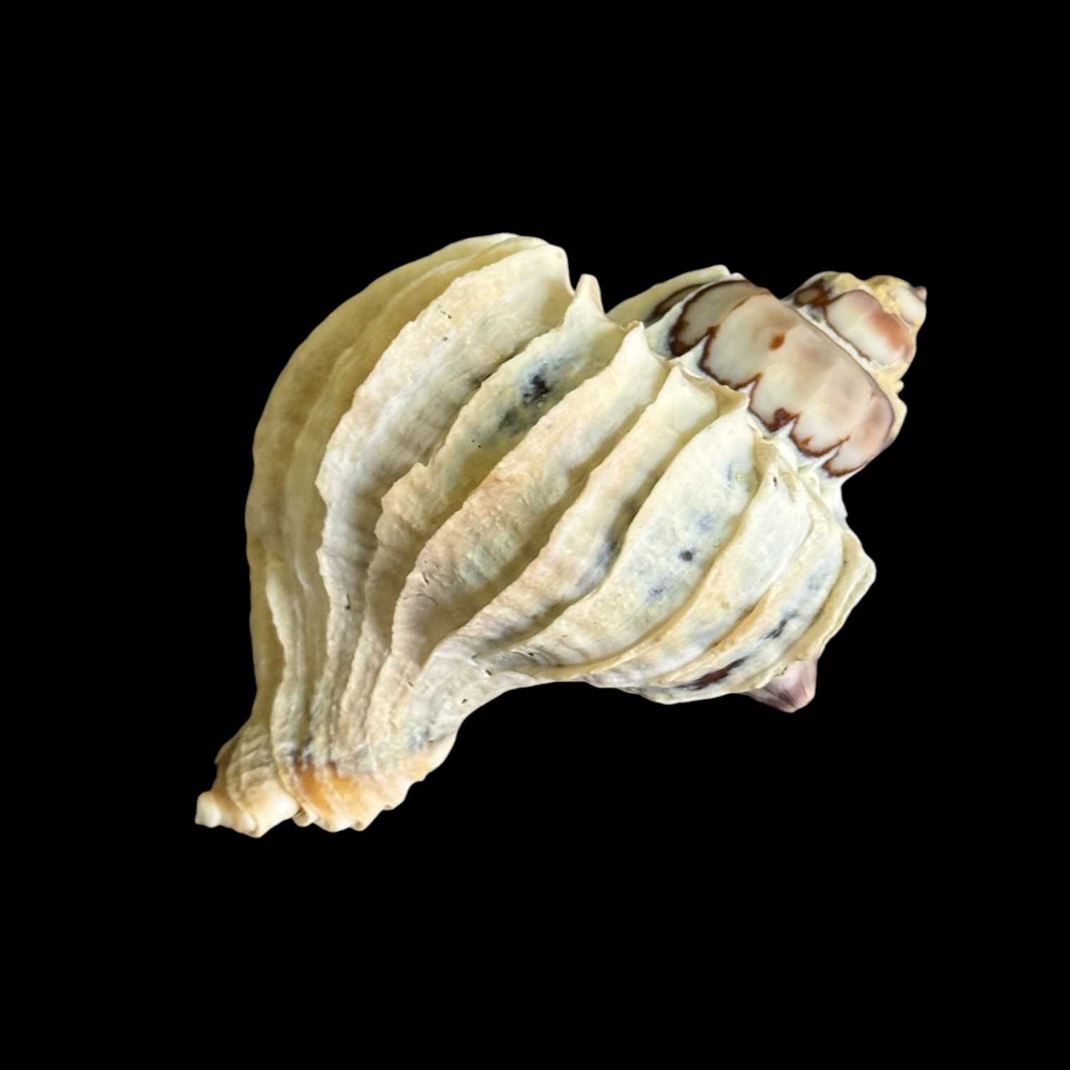BC028 Trophon geversianus var. lamellosa - XL SIZE - Image 3