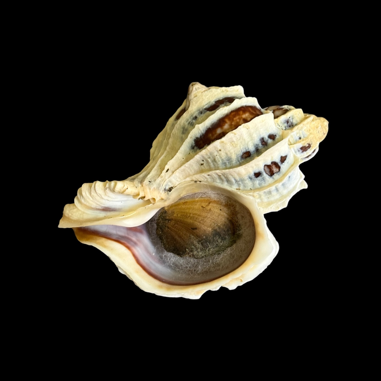 BC028 Trophon geversianus var. lamellosa - XL SIZE - Image 4