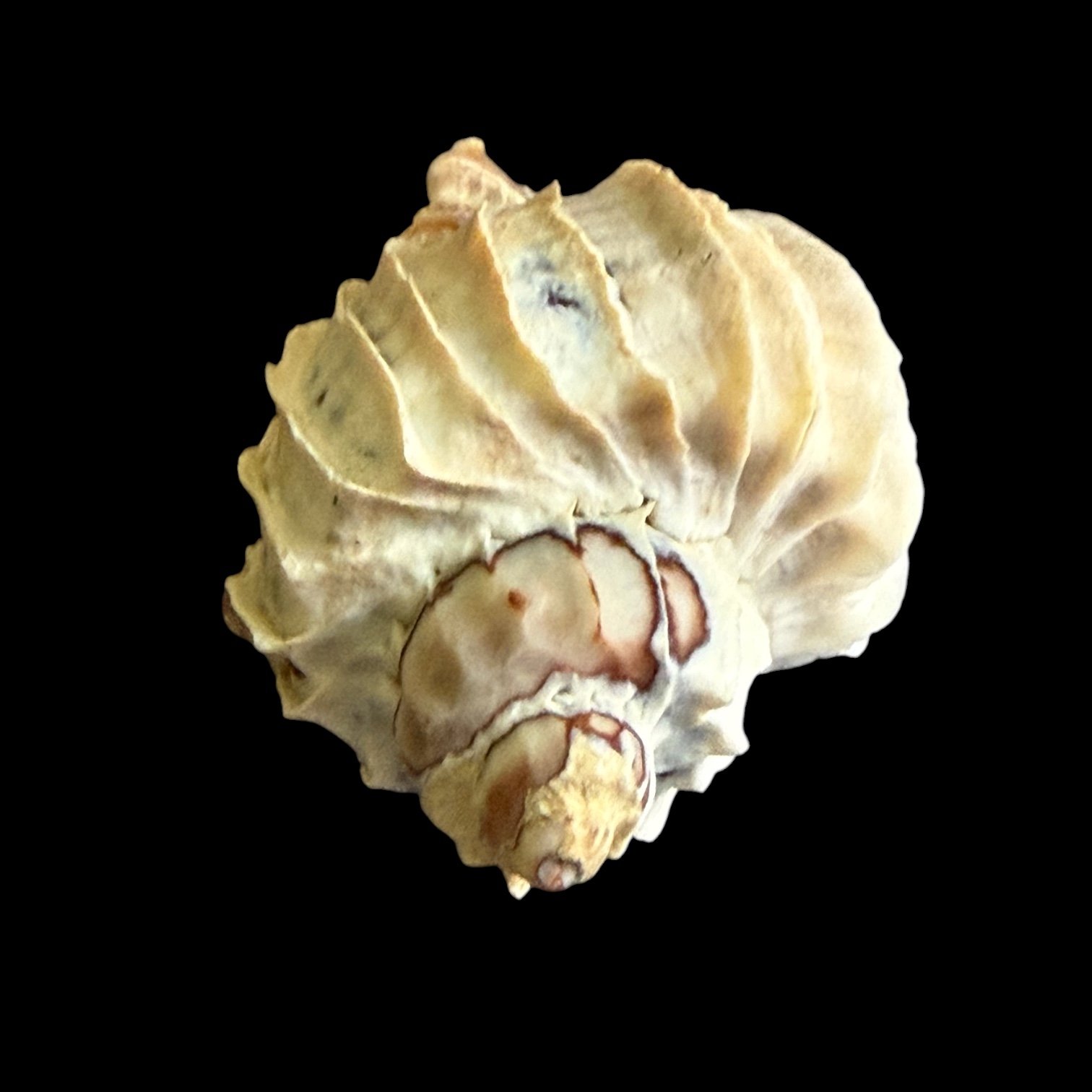 BC028 Trophon geversianus var. lamellosa - XL SIZE - Image 5
