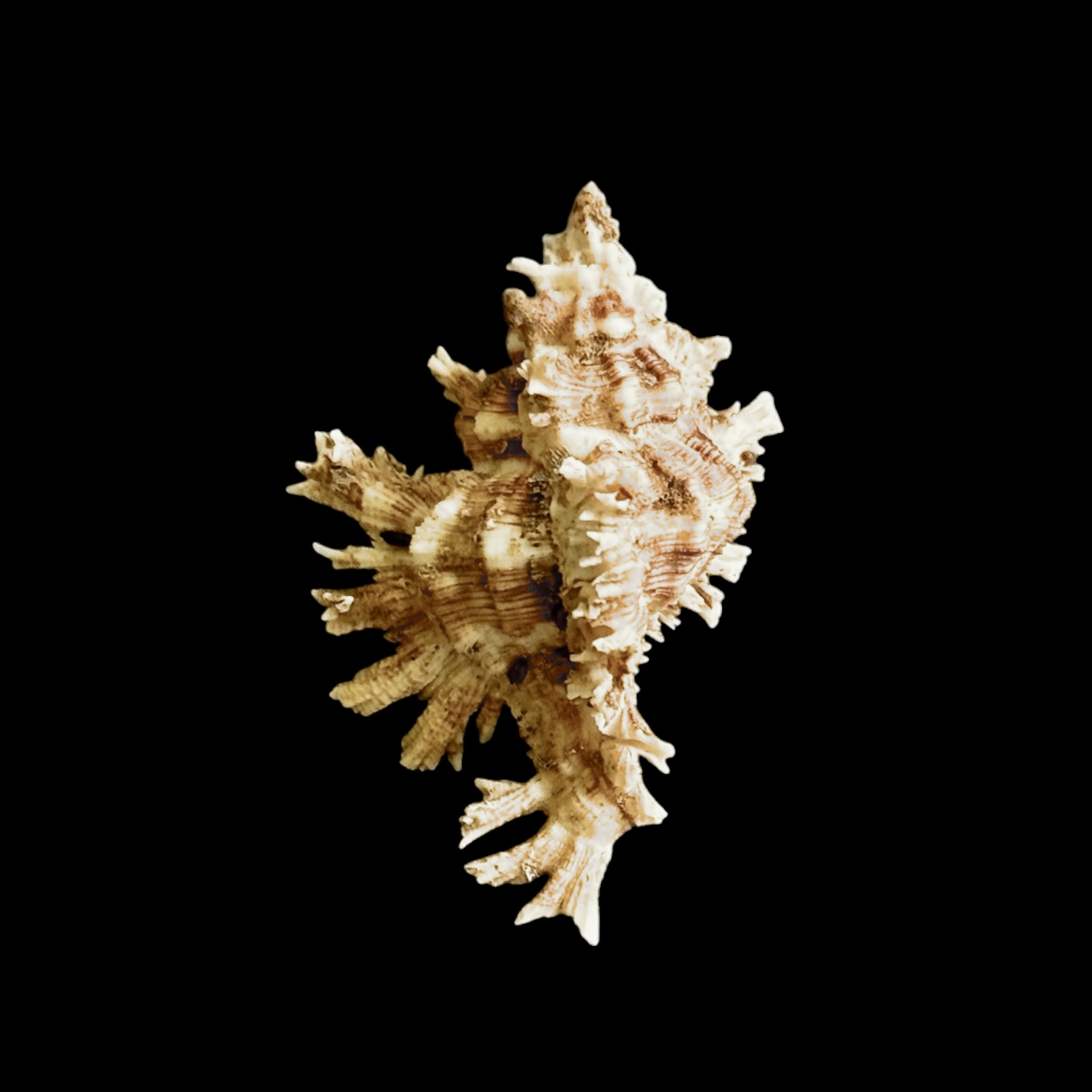 BC016 Chicoreus peledi w/o - RARE - Image 2