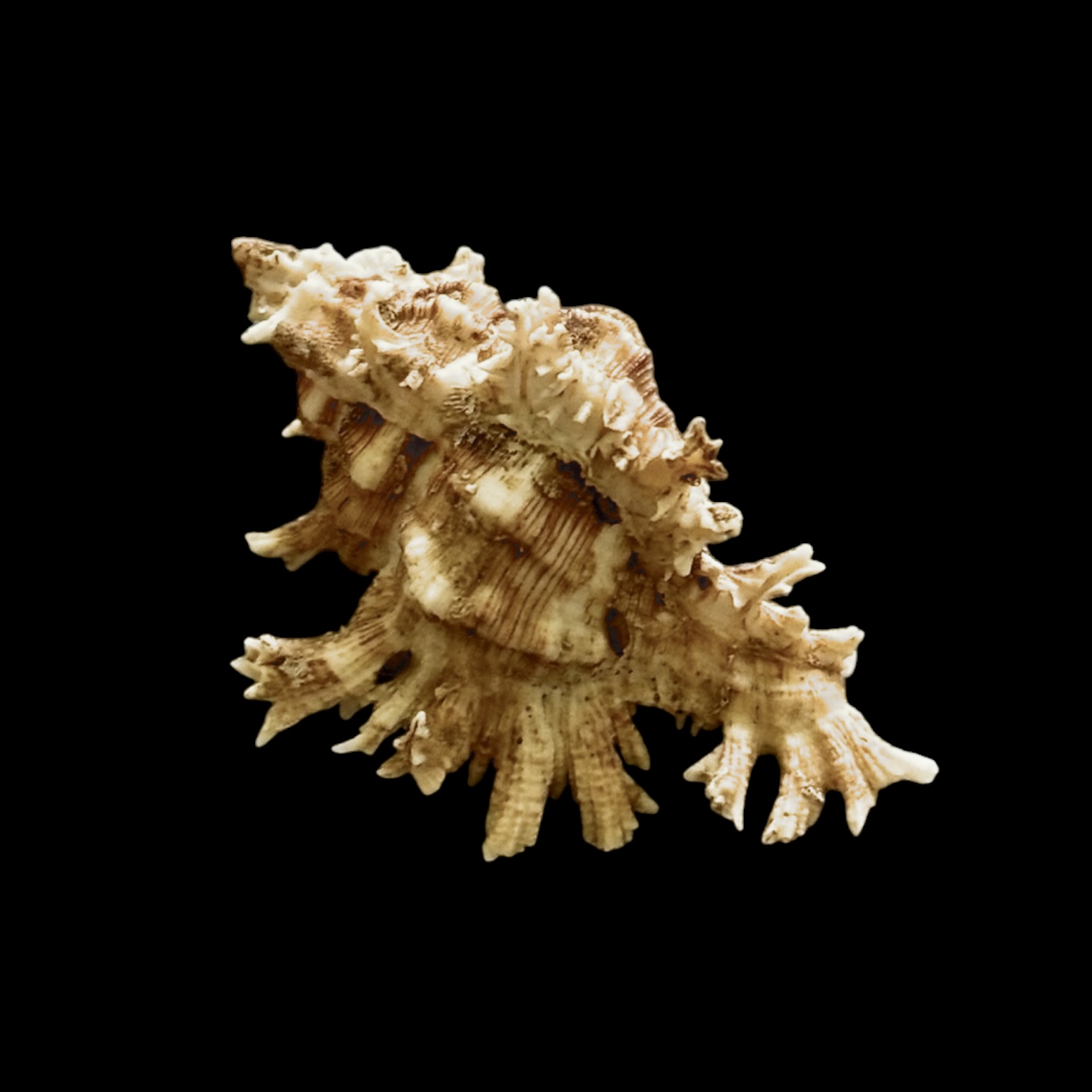 BC016 Chicoreus peledi w/o - RARE - Image 3
