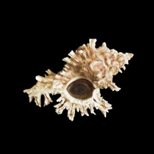 BC016 Chicoreus peledi w/o - RARE