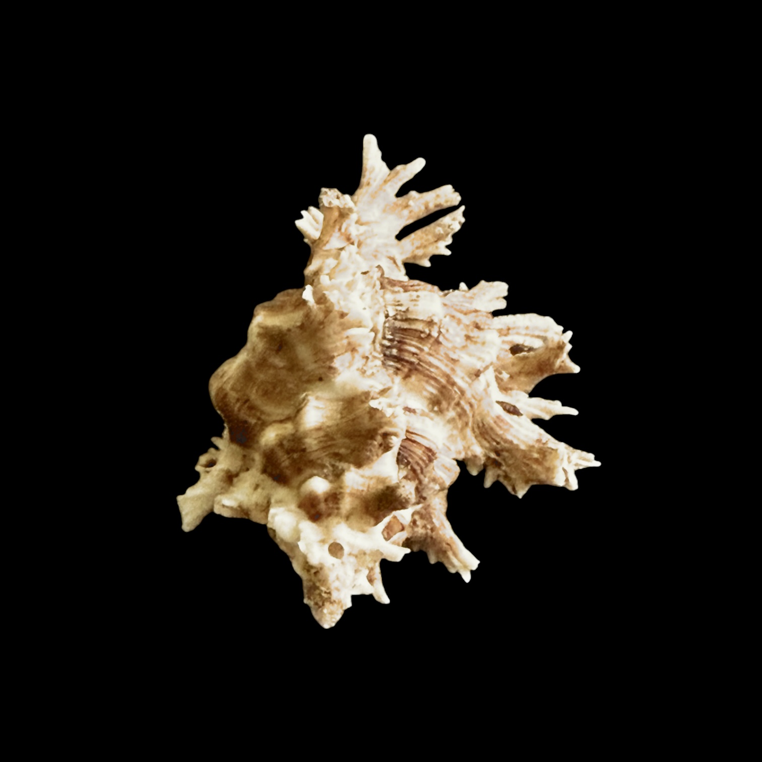 BC016 Chicoreus peledi w/o - RARE - Image 4