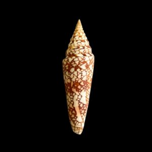 BC010 Conus milneedwardsi clytospira
