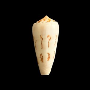 BC346 Conus gubernator