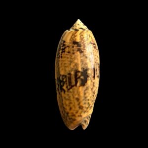 BC341  Oliva tremulina