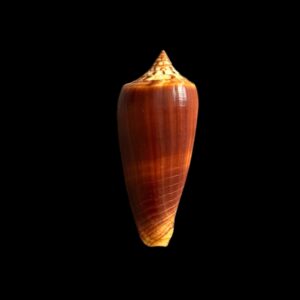 BC340 Conus tmetus pilkeyi w/o