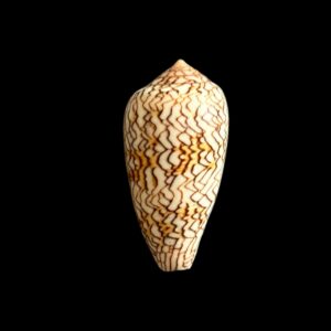 BC336 Conus archiepiscopus