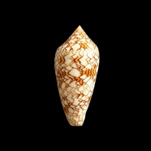 BC324 Conus textile neovicarius