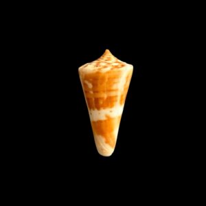 BC322 Conus carioca - SELDOM OFFERED