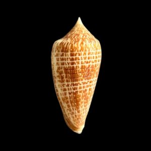 BC311 Conus armadillo w/o
