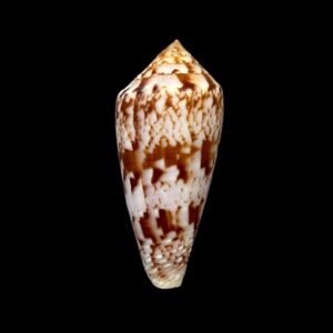 BC257 Conus kinoshitai