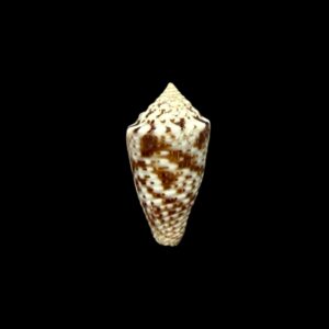 BC243 Conus ildae - SELDOM OFFERED