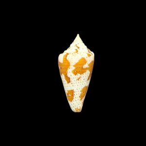 BC240 Conus dominicanus - LITTLE BEAUTY