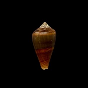 BC230 Conus fantasmalis