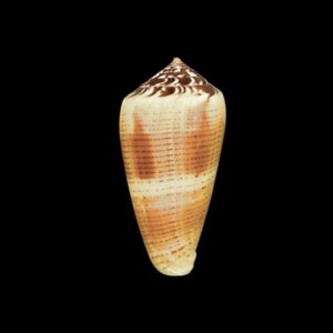 BC222 Conus alexisallaryi