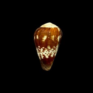 BC211 Conus africanus