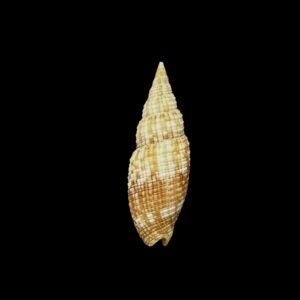 BC206 Neocancilla arenacea