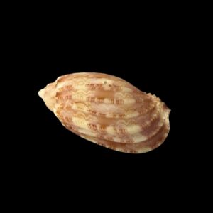 BC199 Harpa gracilis - XL SIZE