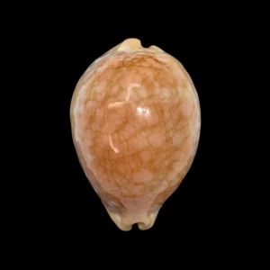 BC566 Lyncina broderipii