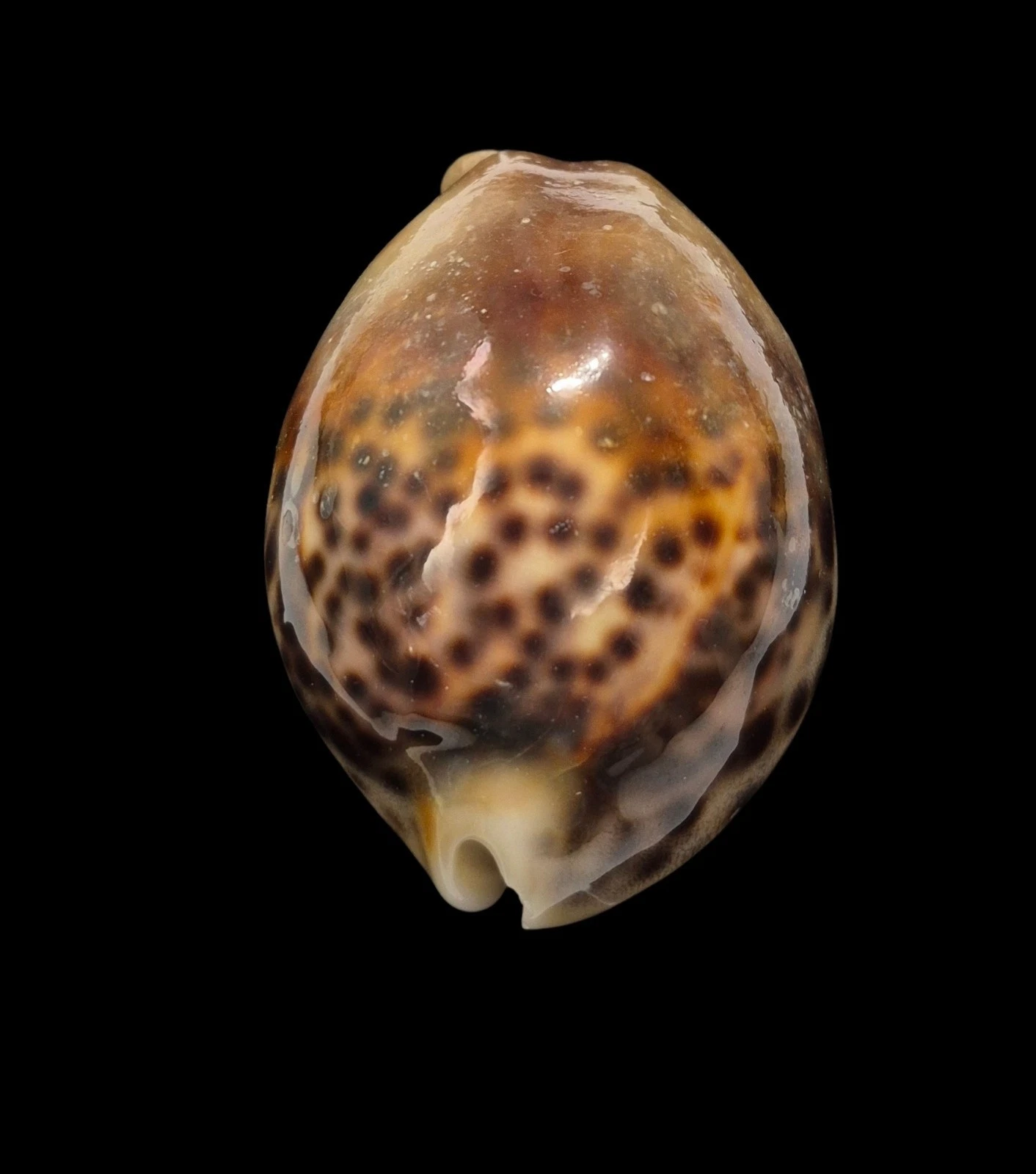 BC027 Cyprea tigris - Image 5