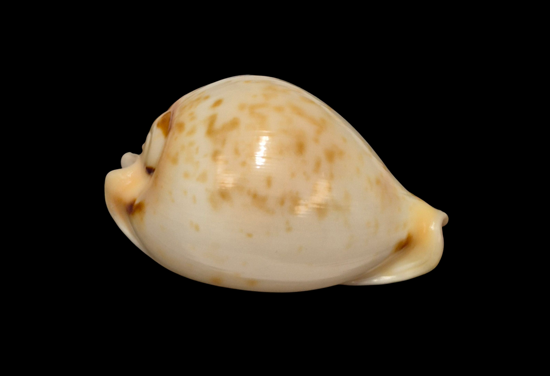 BC315 Nesiocypraea teramachii neocaledonica - Image 3