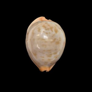 BC468 Raybaudia joycae – LIVE COLLECTED