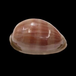 BC009 Lyncina leviathan - GIANT SIZE