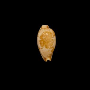 BC010 Bistolida stolida kwajaleinensis
