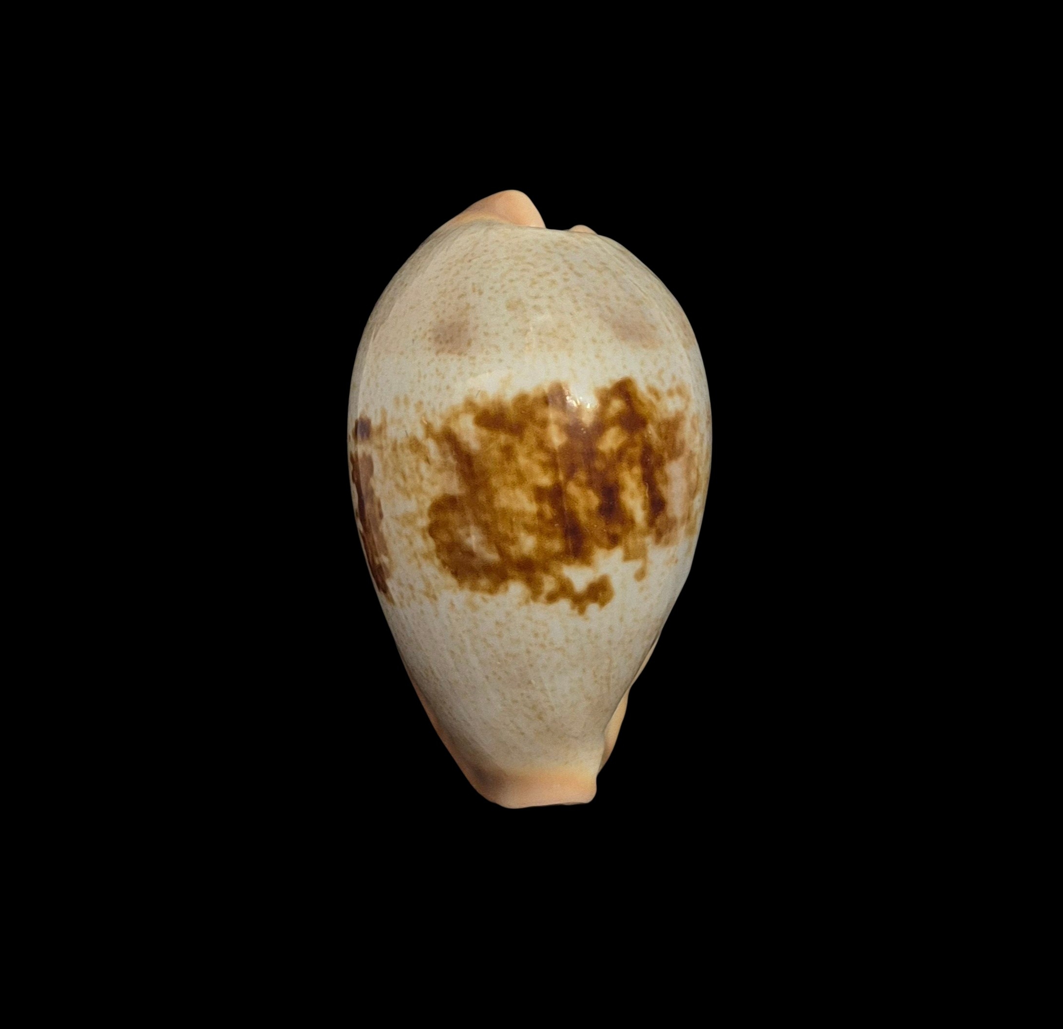 BC301 Erronea subviridis - GREAT PROVENANCE