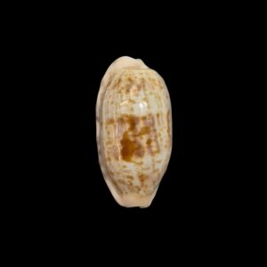 BC075 Talostolida pellucens alisonae - XL SIZE