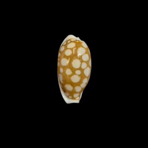 BC208 Cribrarula cribraria f. oceanica