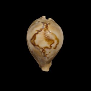 BC040 Barycypraea fultoni massieri