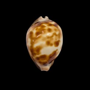 BC539 Zoila venusta roseopunctata