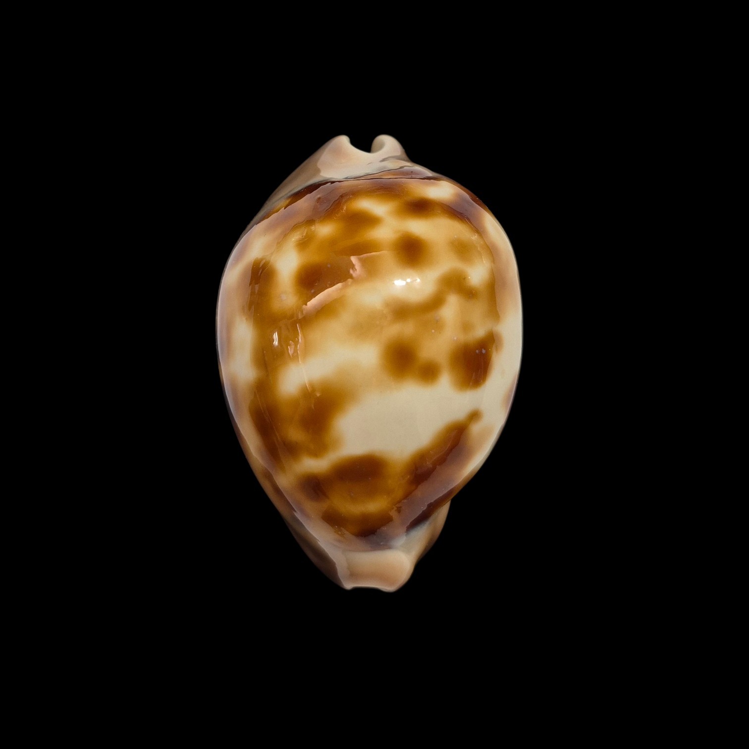 BC539 Zoila venusta roseopunctata
