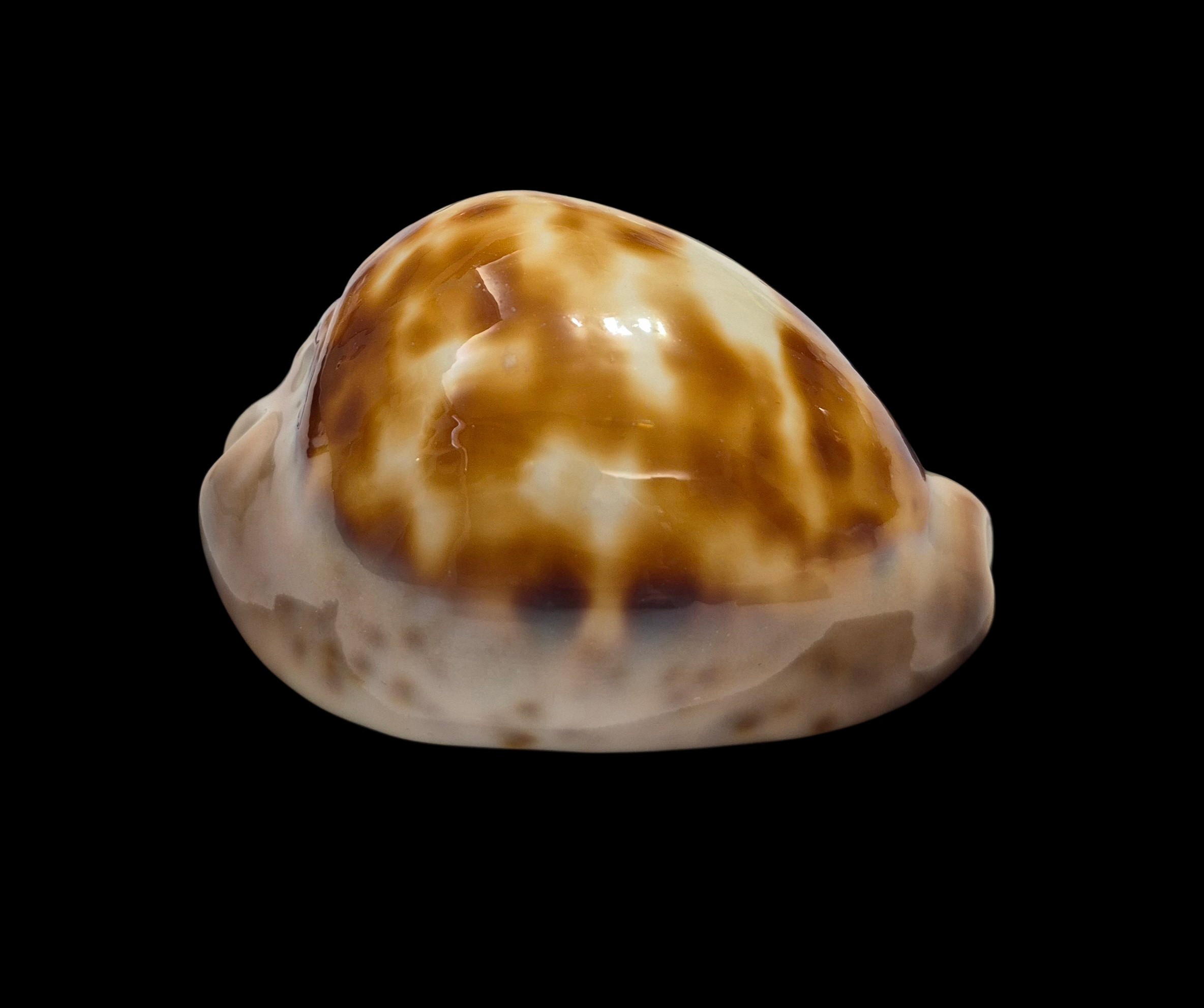 BC539 Zoila venusta roseopunctata - Image 2
