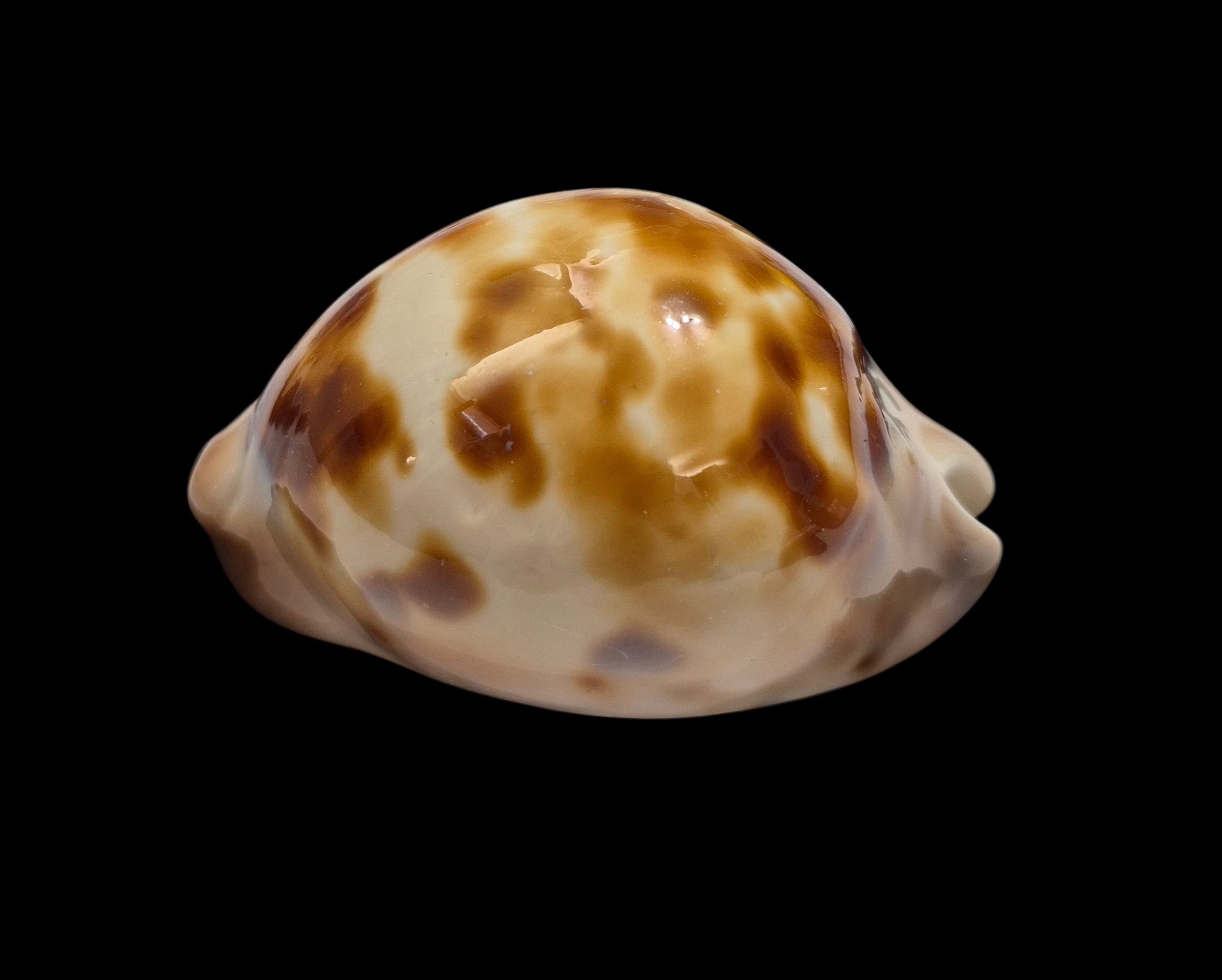 BC539 Zoila venusta roseopunctata - Image 3