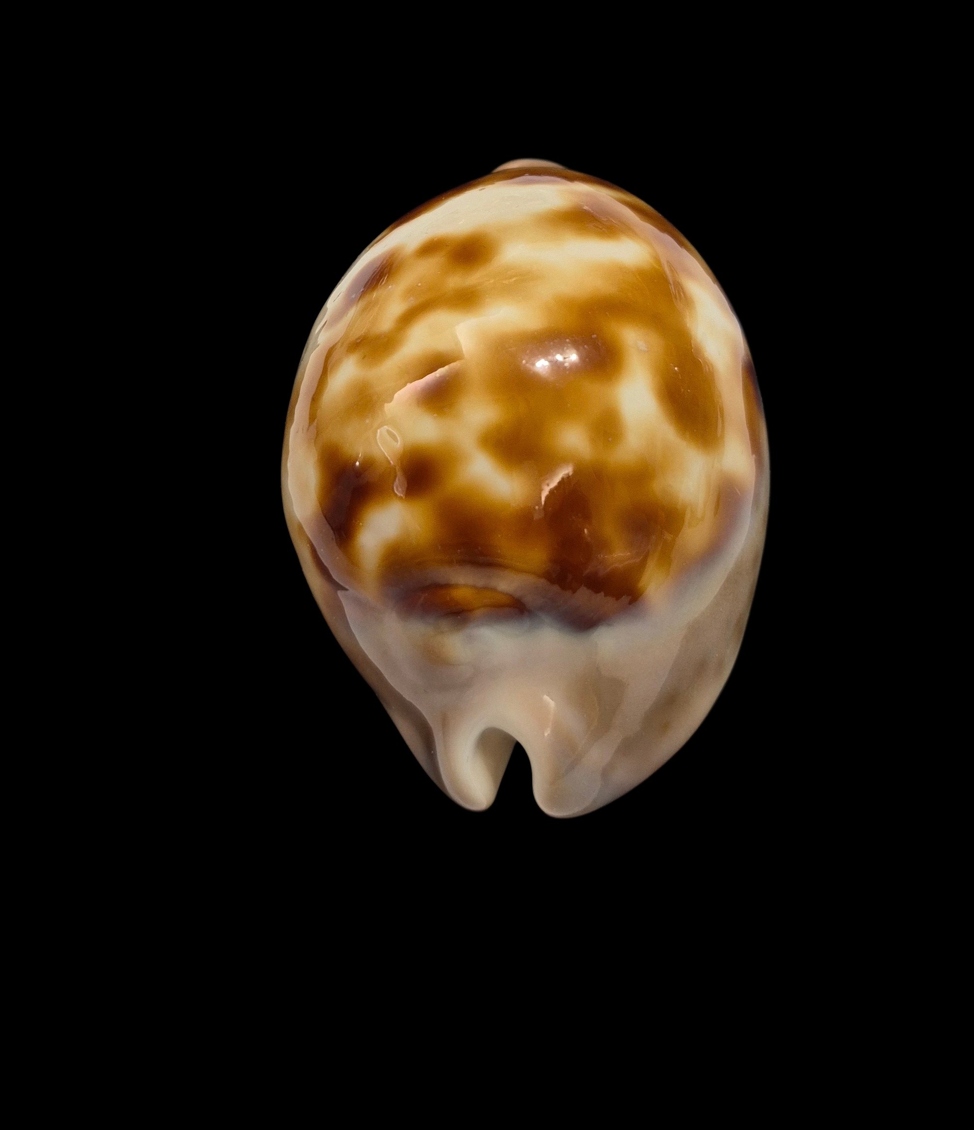 BC539 Zoila venusta roseopunctata - Image 4