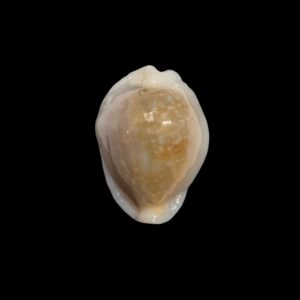 BC018 Naria miliaris f. bonfantinii - EXTRA CALLOUS