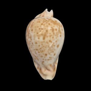 BC048 Umbilia hesitata - HUGE and HEAVY