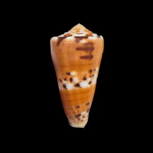 BC022 Conus barthelemyi
