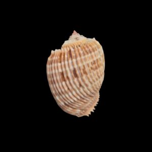 BC023 Harpa costata