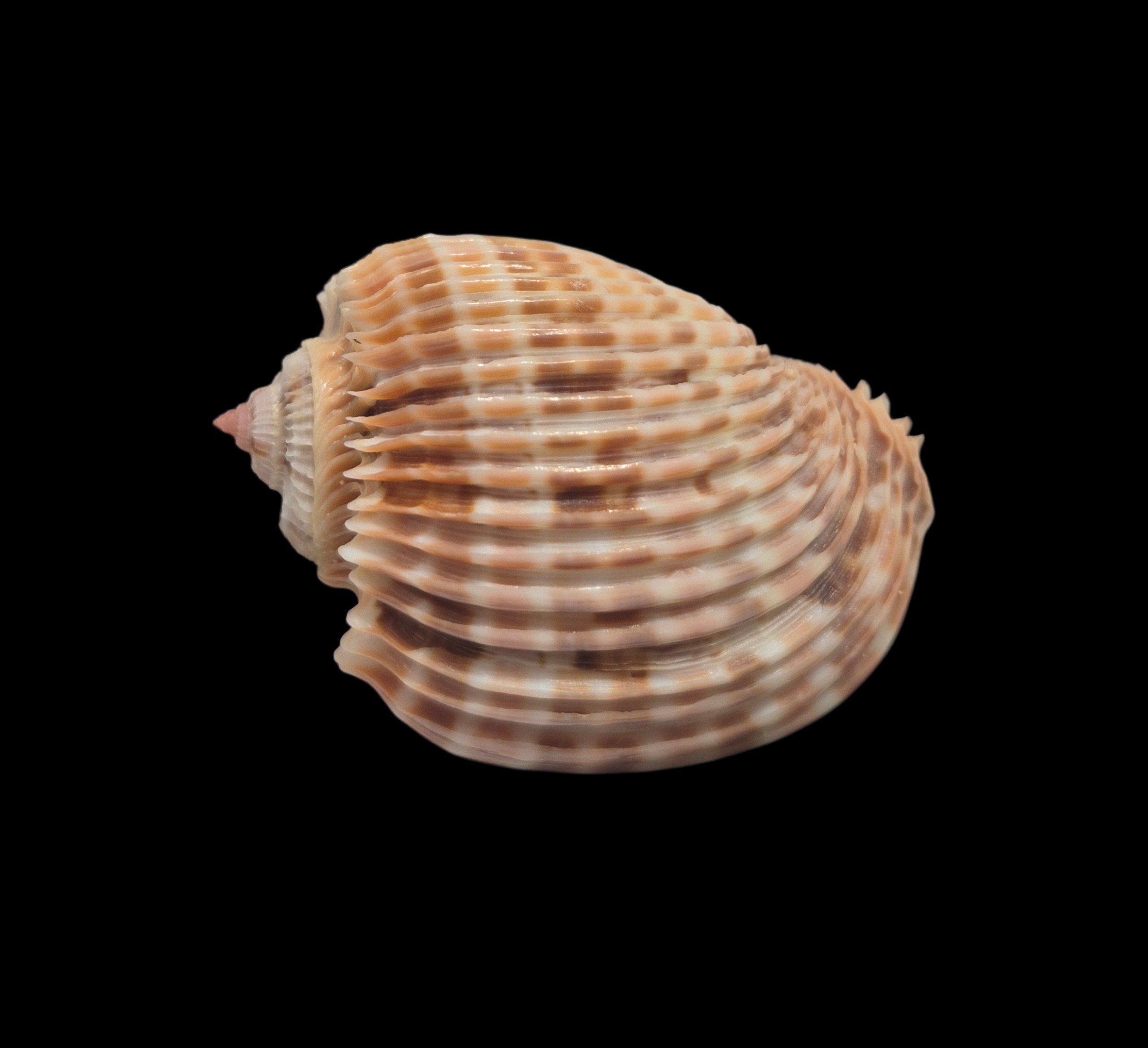 BC023 Harpa costata - Image 3