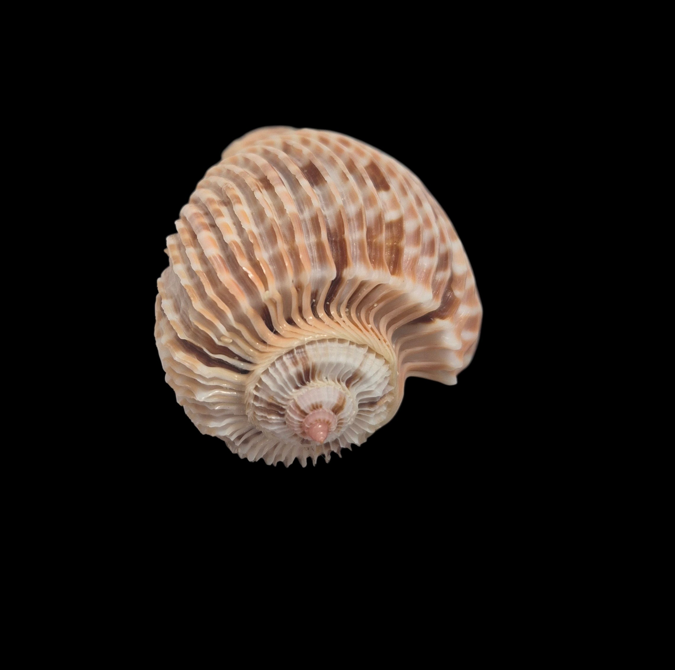 BC023 Harpa costata - Image 6