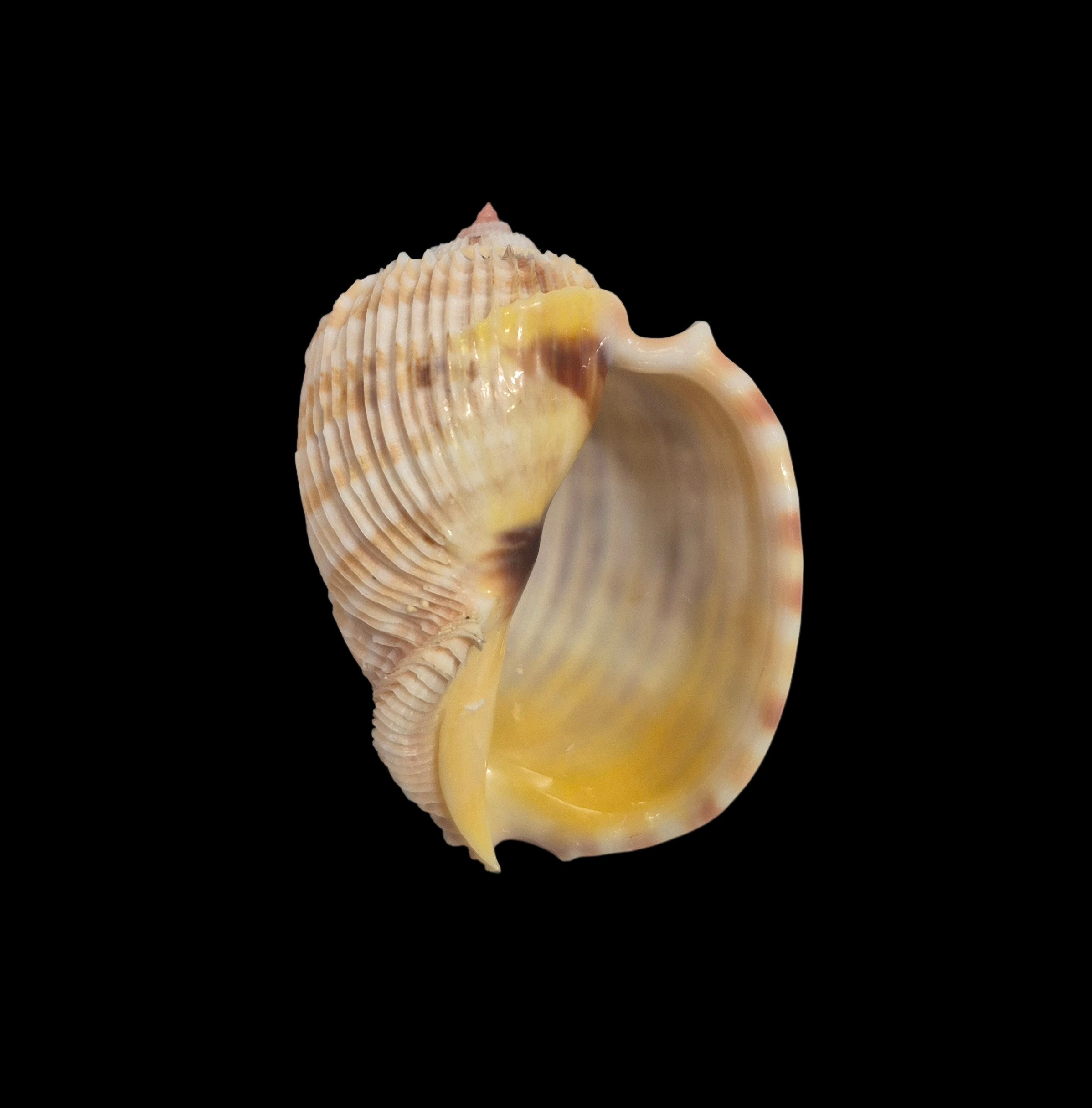 BC023 Harpa costata - Image 2