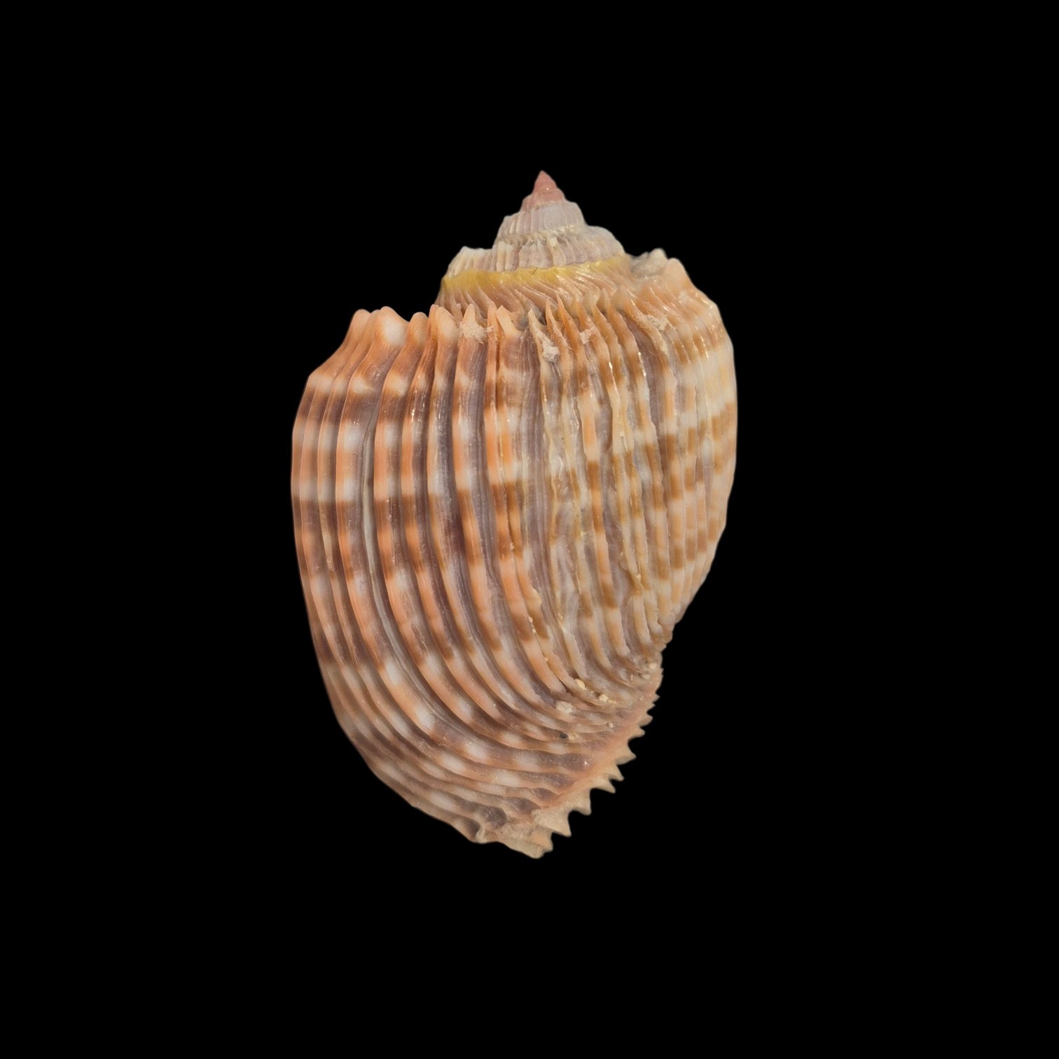 BC370 Harpa costata - Image 3