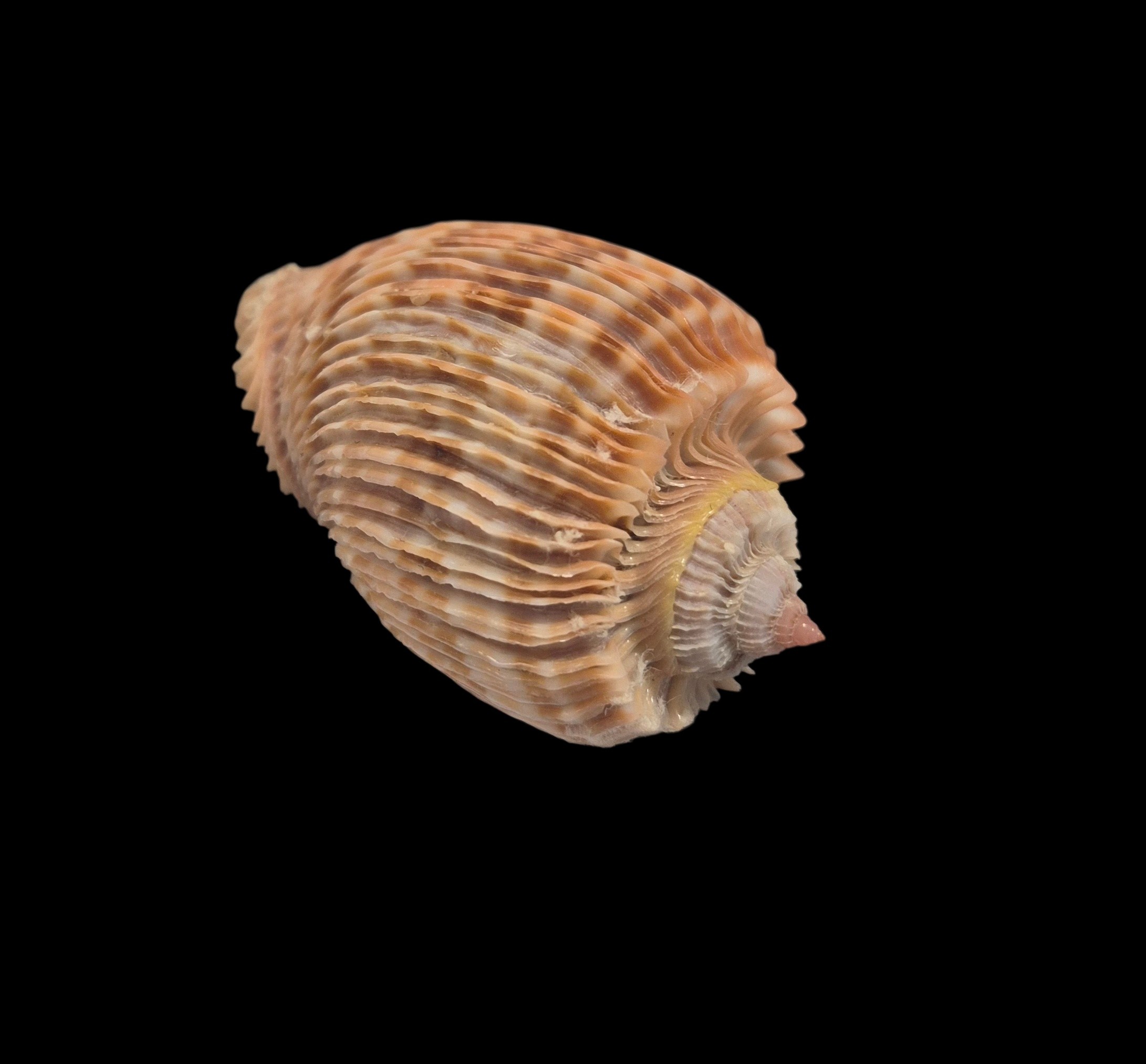 BC370 Harpa costata - Image 4