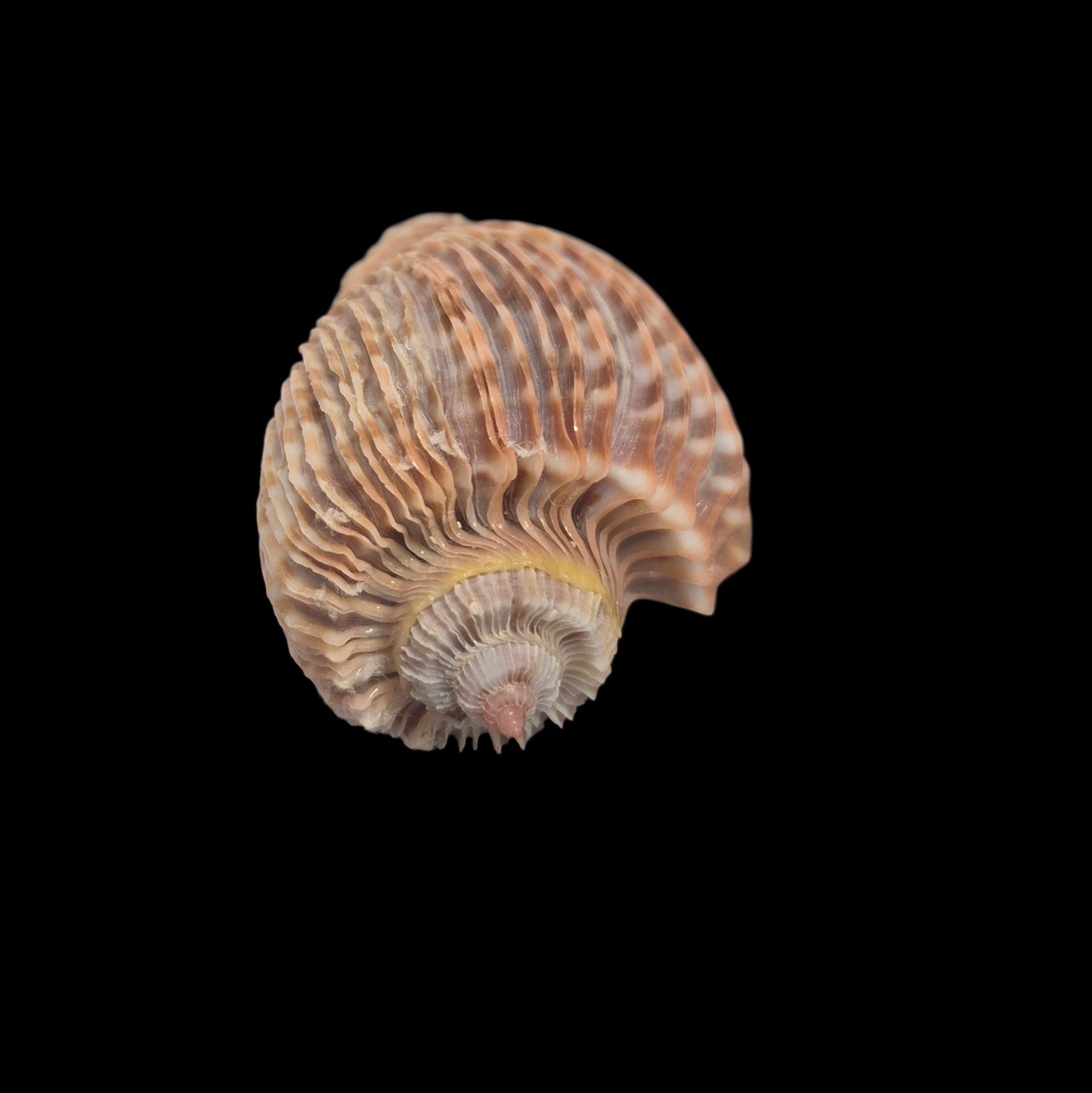 BC370 Harpa costata - Image 6