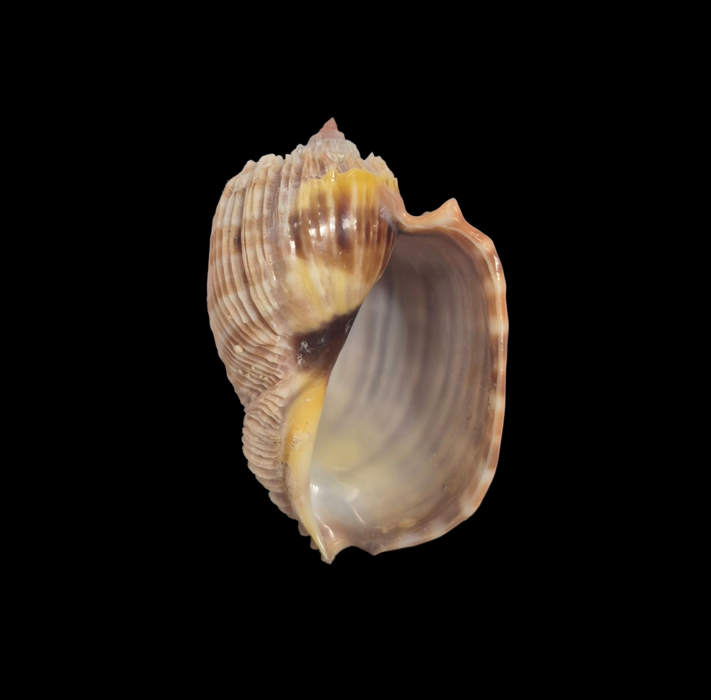 BC370 Harpa costata - Image 2