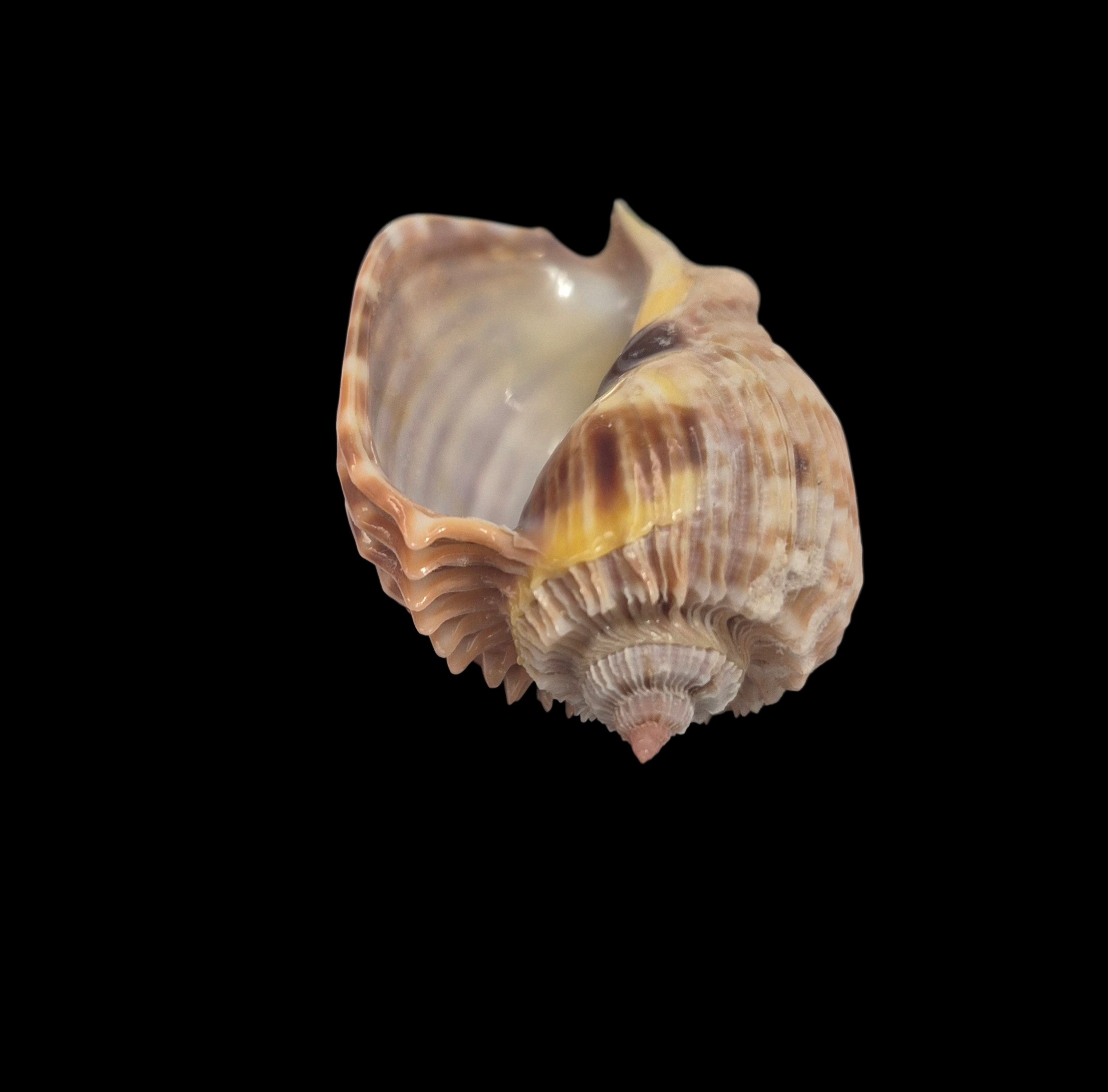 BC370 Harpa costata - Image 5